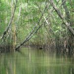 Reserva Cayapas – Mataje_1