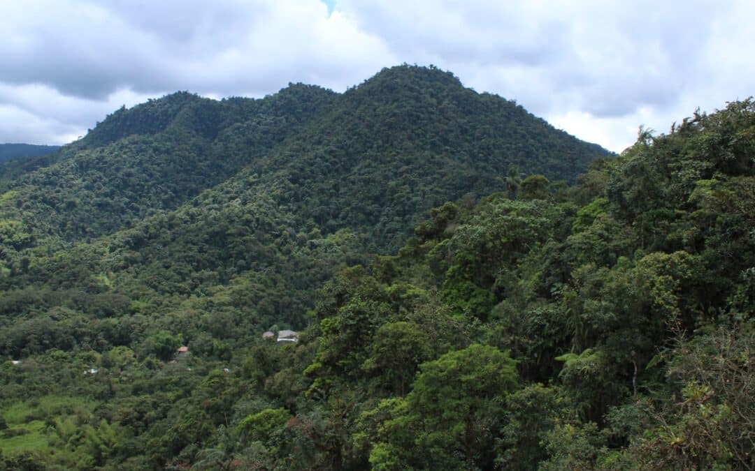 Chocó Andino: sus amenazas, más allá de la minería