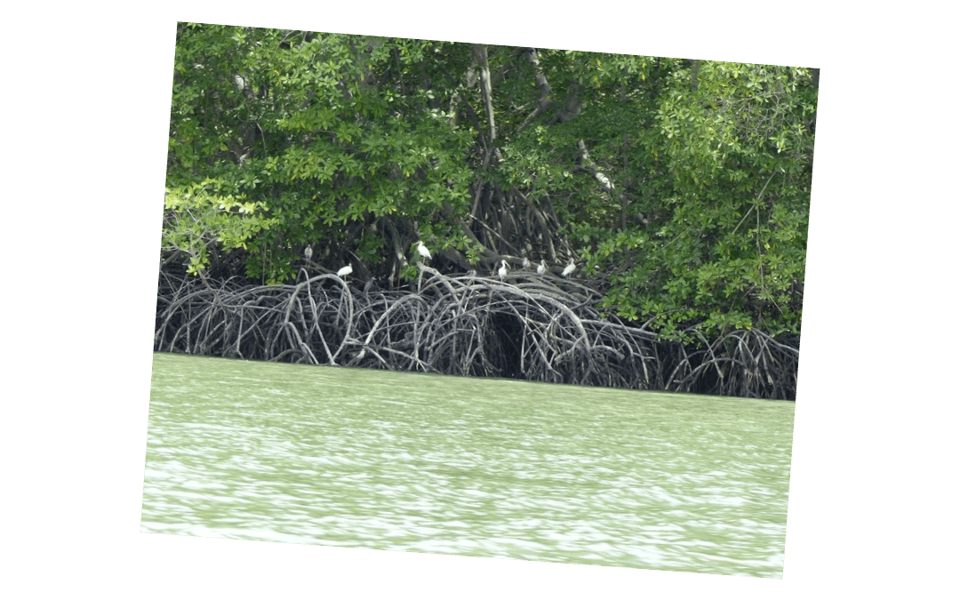 ¿Por qué son importantes los manglares?