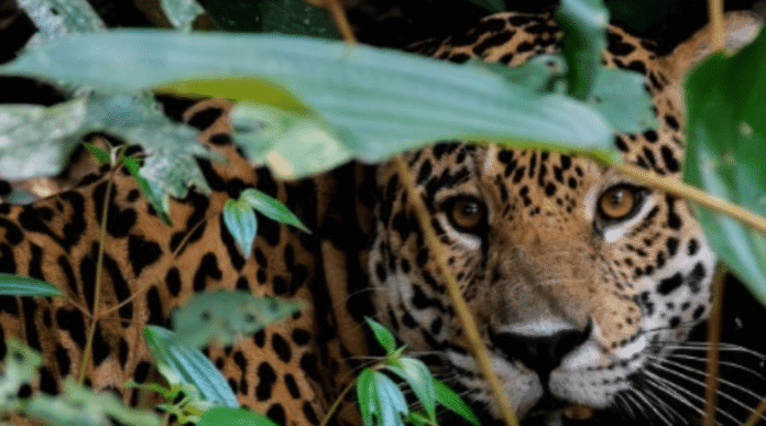 'Guardianes del Jaguar'