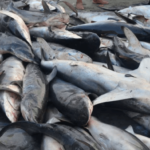 tiburonesportadaproncipal