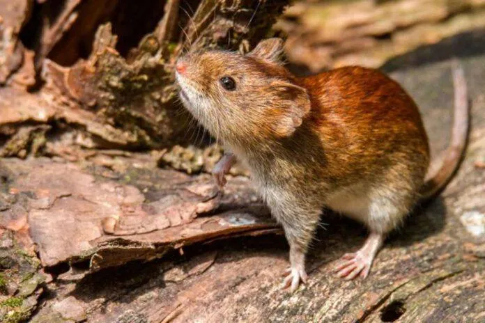 Hantavirus